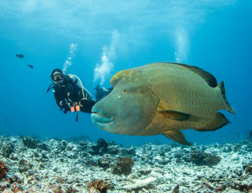 Tuamotu Islands